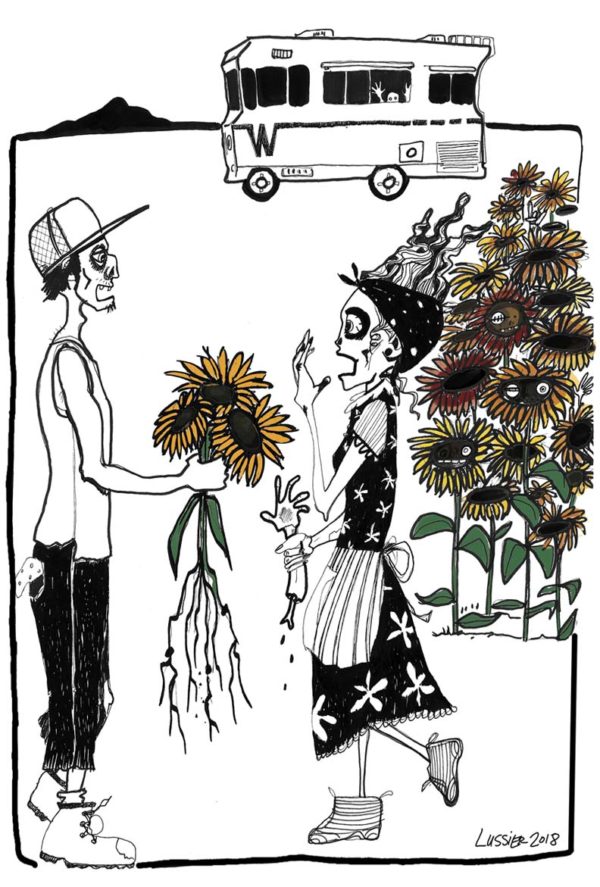 Tournesol Lemon Queen x  Mammouth Sunflower